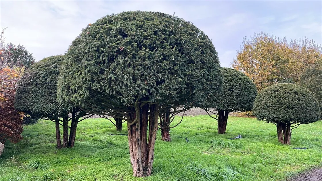 Taxus baccata