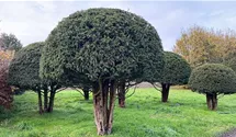 thuja brand Thuja Leaf – SOT