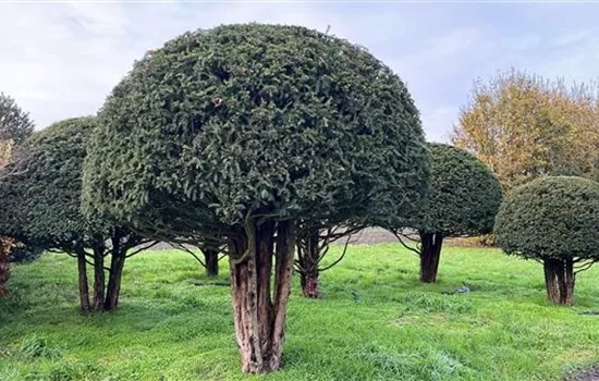 Taxus baccata