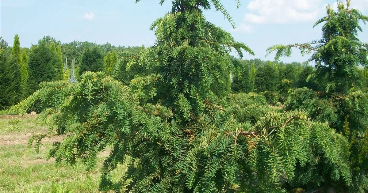 amber glow thuja Amber Gold Arborvitae