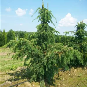 Taxus baccata 'Dovastoniana'