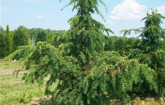 Taxus baccata 'Dovastoniana'
