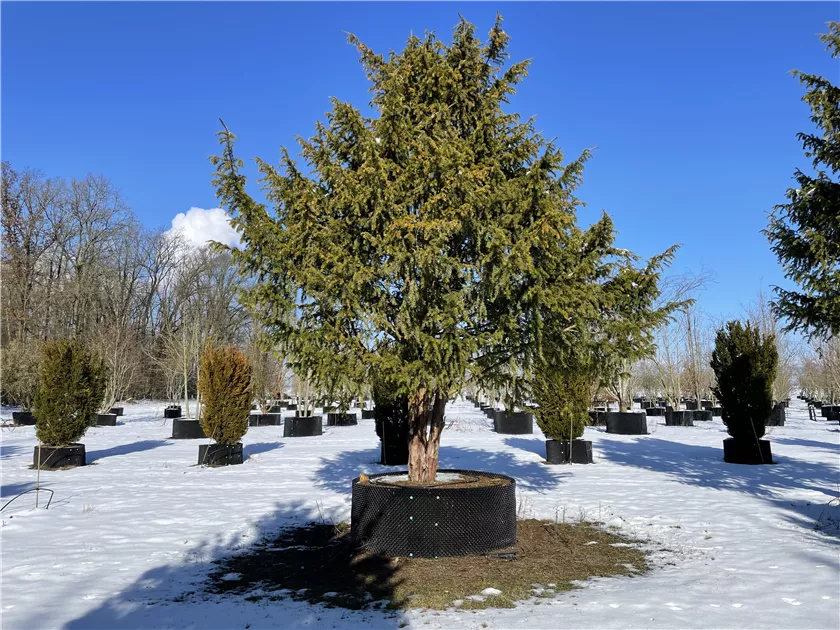 thuja brabant pflanzen abstand Thuja occidentalis 'Brabant' Konifere (Lebensbaum) | 150-175 cm im Topf