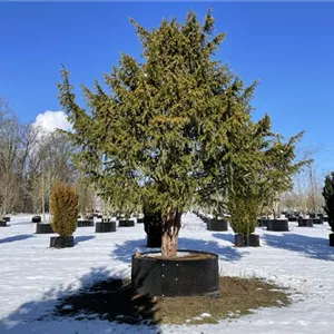 Taxus baccata 'Dovastonii Aurea'