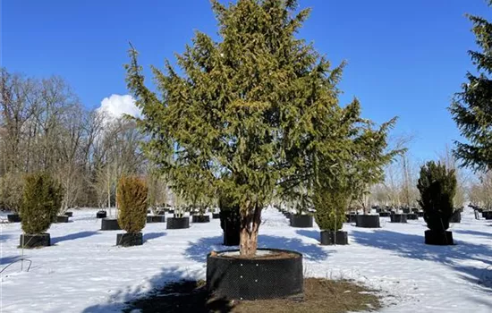 Taxus baccata 'Dovastonii Aurea'