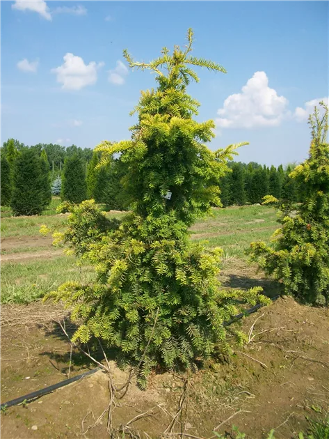Taxus baccata 'Dovastonii Aurea'