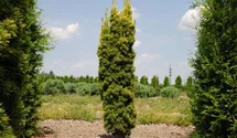 Taxus baccata 'Fastigiata Aureomarginata'