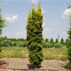 Taxus baccata 'Fastigiata Aureomarginata'