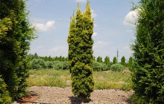 Taxus baccata 'Fastigiata Aureomarginata'