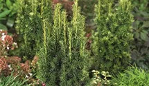 Taxus baccata 'Fastigiata Aureomarginata'
