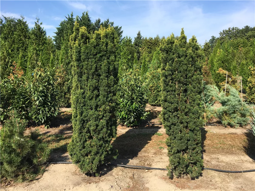 japanische stechpalme convexa Japanische Stechpalme Convexa (Ilex crenata) | 40-50 cm mit Wurzelballen main image 1