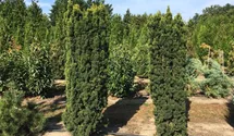 Taxus baccata 'Fastigiata Aureomarginata'