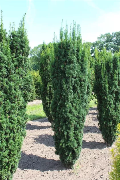 heckenpflanzen thuja Thuja Smaragd kaufen main image 1