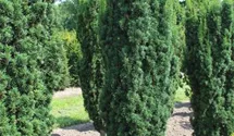 thuja d30 wirkung Purgrün Thuja-Smaragd-Dünger 1 kg main image 1