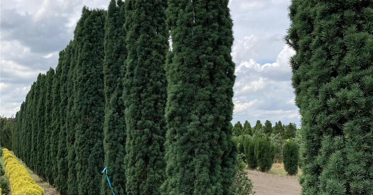 Taxus baccata 'Fastigiata Robusta'
