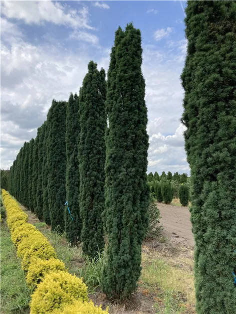 thuja smaragd 275 300 cm Thuja Smaragd 240-260 cm för Häckplantering – Thujor.se main image 1