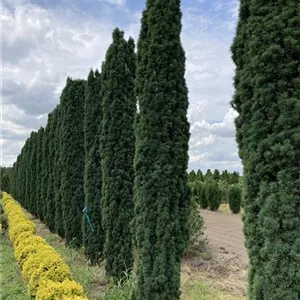 Taxus baccata 'Fastigiata Robusta'