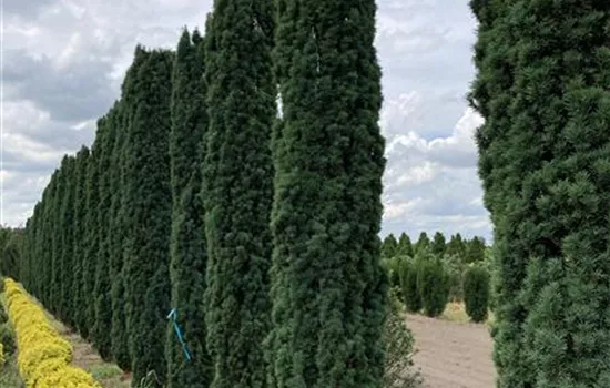Taxus baccata 'Fastigiata Robusta'