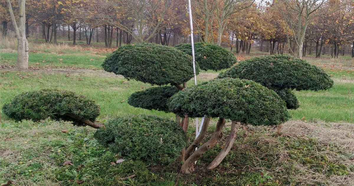 bester thuja dünger Purgrün Thuja-Smaragd-Dünger 1 kg main image 0