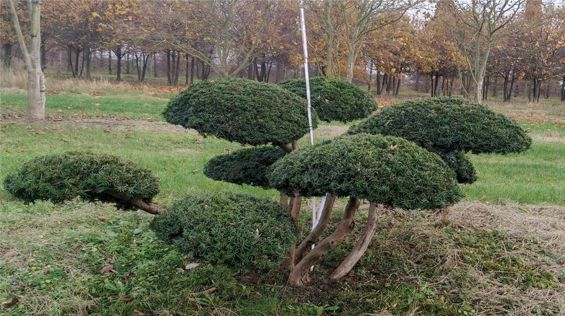 taxus nachbildung nobilia Arbeitsplatte APN mit N-Kante APN60