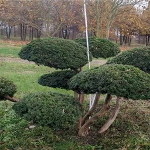 Taxus baccata 'Repandens'