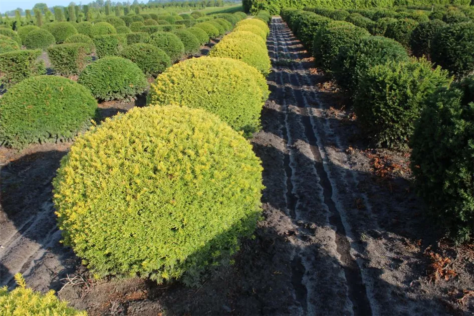 taxus baccata steckbrief Eibe kaufen  immergrne Heckenpflanze