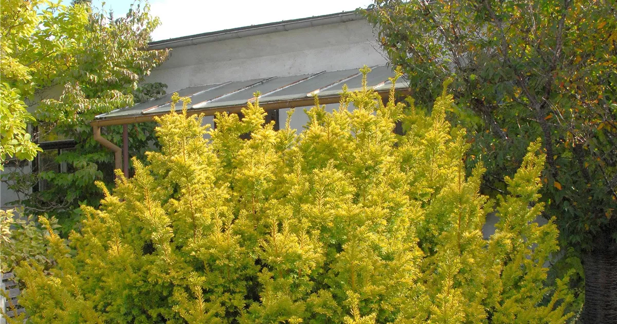 kaktus wird lila Copiapoa tenuissima | Ausgewhlter Kaktus