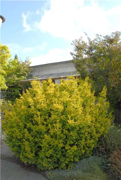 Taxus baccata 'Semperaurea'