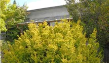 Taxus baccata 'Semperaurea'