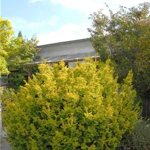 Taxus baccata 'Semperaurea'