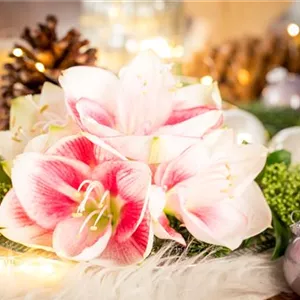 Amaryllis – weihnachtlicher Blütentraum Amaryllis – weihnachtlicher Blütentraum