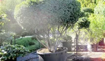 Taxus baccata 'Semperaurea'