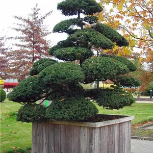 Taxus cuspidata