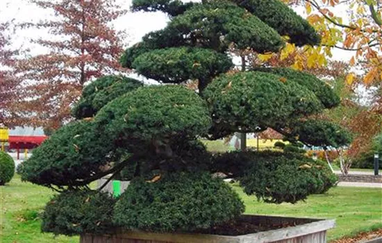 Taxus cuspidata