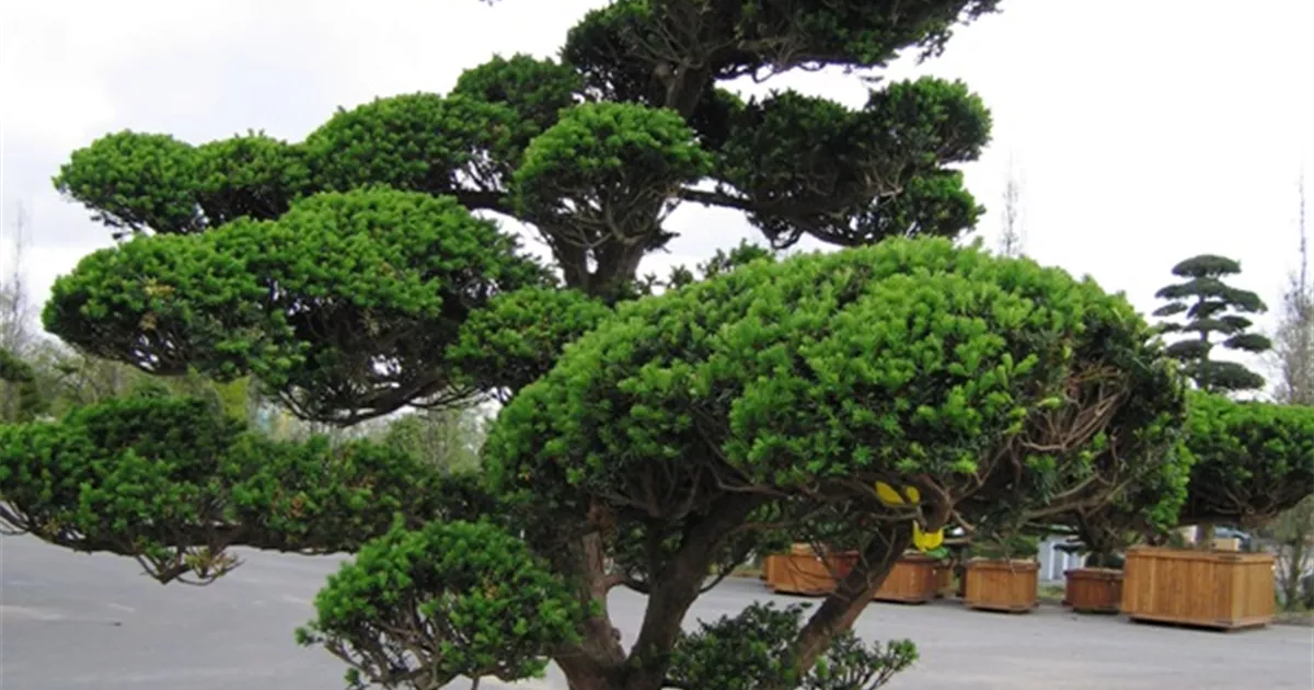 Taxus cuspidata 'Nana'