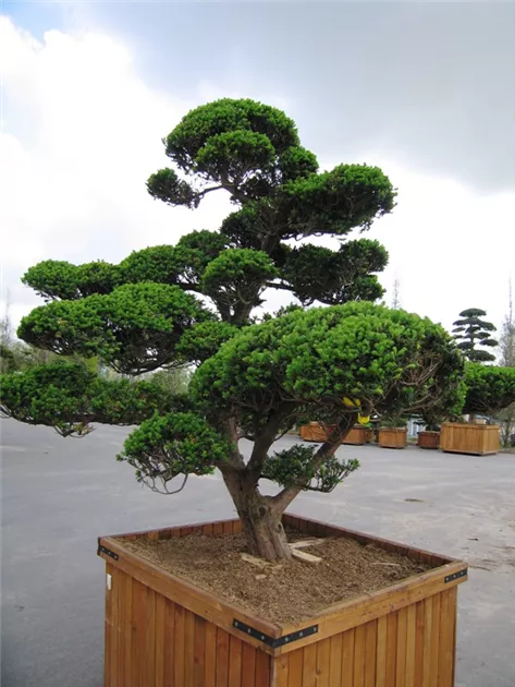 Taxus cuspidata 'Nana'