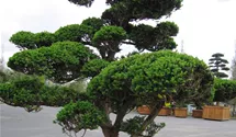 japanische stechpalme hecke Ilex crenata
