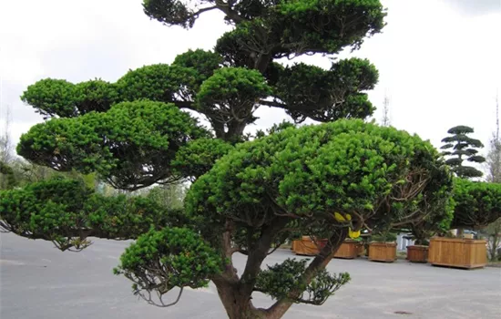 Taxus cuspidata 'Nana'
