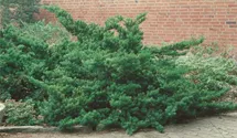 thuja 150 cm kaufen 9 x Thuja occidentalis 'Smaragd' - 140-150cm