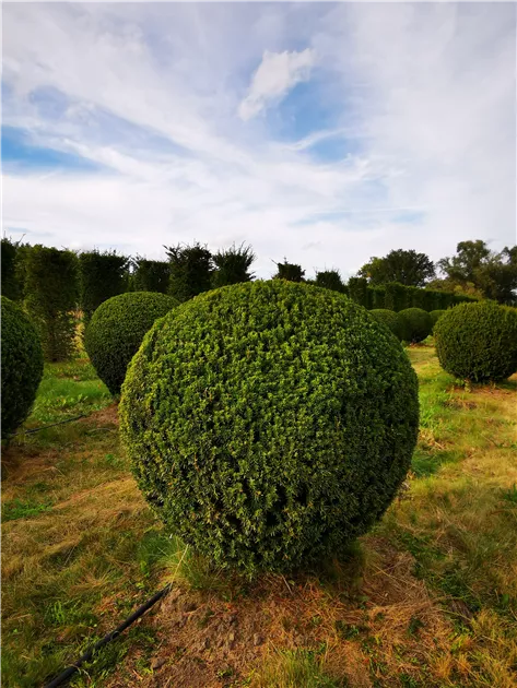 Taxus media 'Hillii'