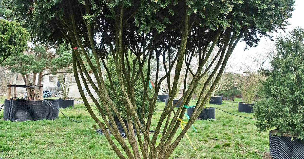 asparagus topfpflanze Asparagus setaceus main image 1