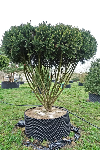thuja smaragd 60-80 cm Thuja 