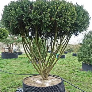 Taxus media 'Hillii'