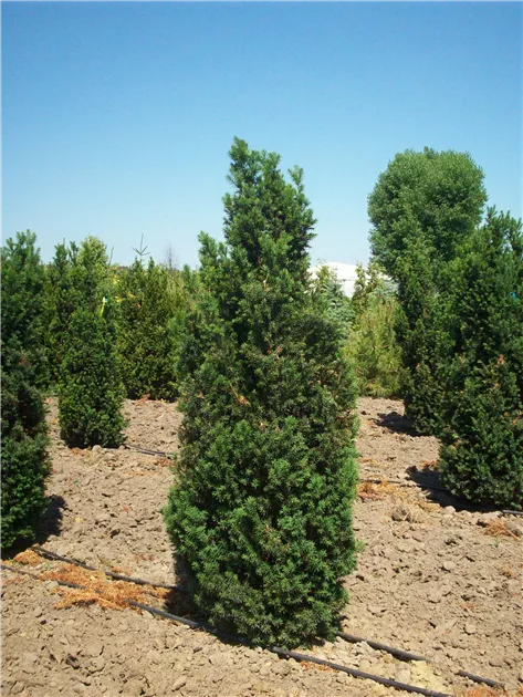 thuja brabant 180 200 cm kaufen Abendländischer Lebensbaum Thuja occidentalis Brabant 175-200 cm Höhe main image 1