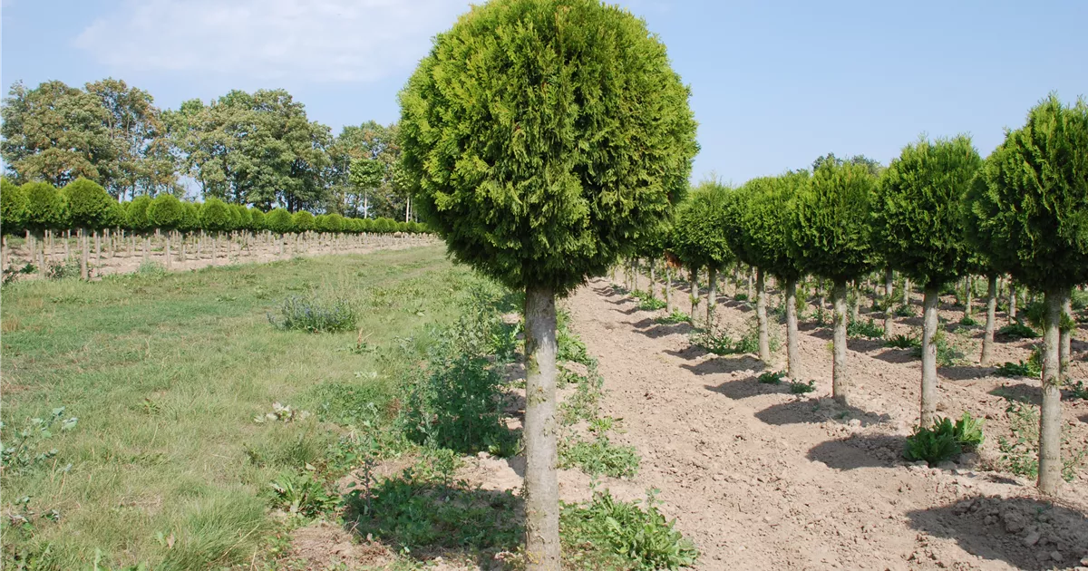 homöopathie thuja anwendungsgebiete Pflüger Thuja extern Tinktur Thuja occidentalis Urtinktur, 20 ml main image 0