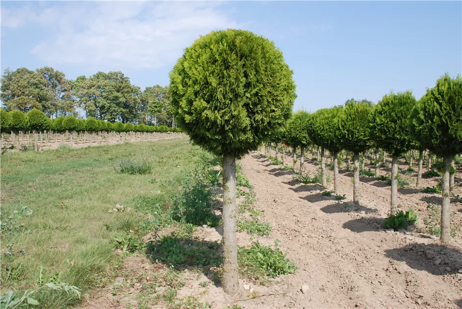 Thuja occidentalis 'Brabant'