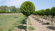 dünger für Purgrün Olivenbaum-Dünger 1 Liter main image 0