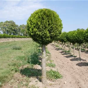Thuja occidentalis 'Brabant'