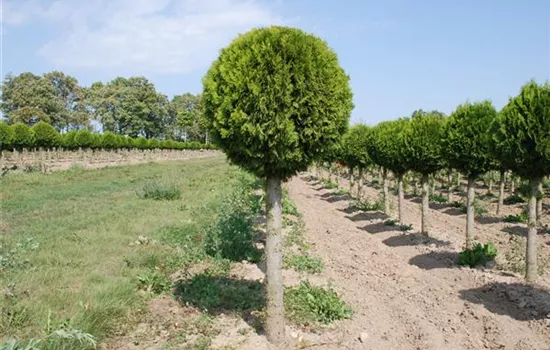 Thuja occidentalis 'Brabant'