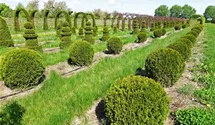 Thuja occidentalis 'Brabant'